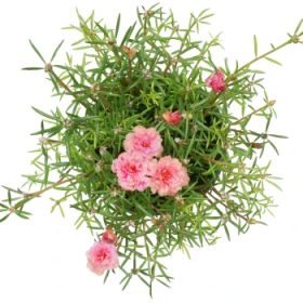 Portulaka - letničky