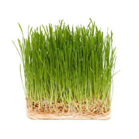 Trávniky, trávne zmesi