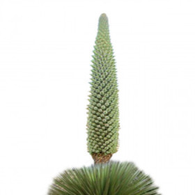 Puya