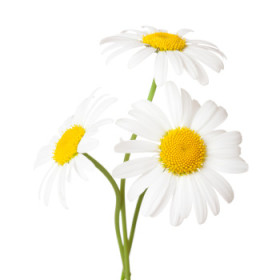 Margaréta - letničky