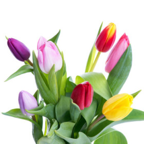 Cibuľoviny a sadenice okrasných rastlín