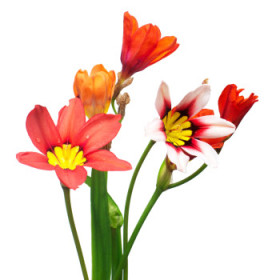 Ostatné cibuľoviny