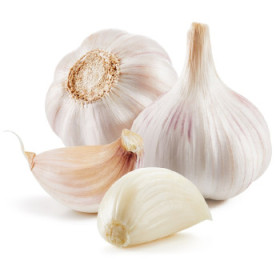 Sadbový cesnak - semená