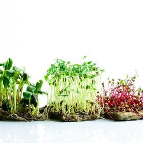 Mikrozelenina - microgreen