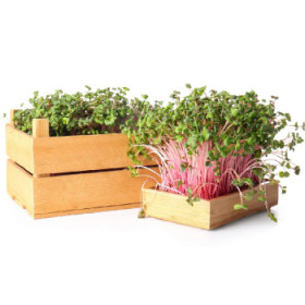 Semená na klíčenie