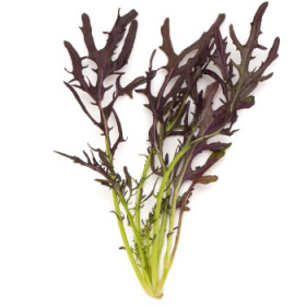 Ostatná listová zelenina