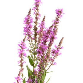 Ostatné vodné a bahenné