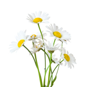 Margaréta - trvalky