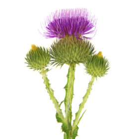 Ostatné dvojročné rastliny