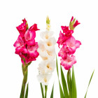 Gladiola