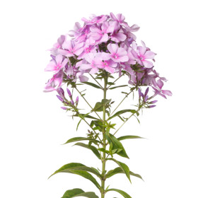 Plamienka - letničky