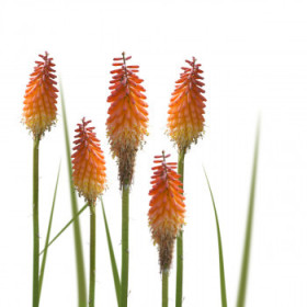 Ostatné exotické okrasné