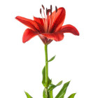 Ľalia