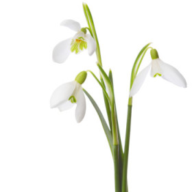 Bleduľa / Snežienka