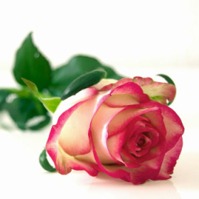 Sadenice okrasných rastlín