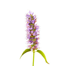 Agastache - trvalky