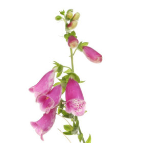 Náprstník - trvalky