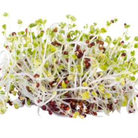 BIO semená na klíčky