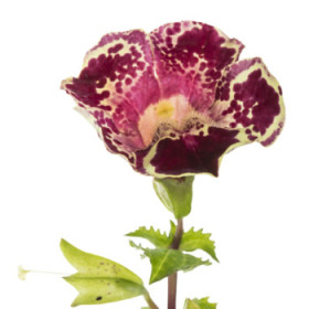 Čarodejka - letničky