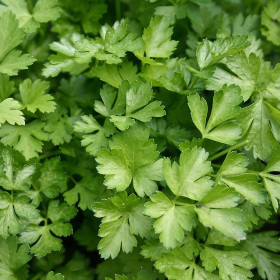 Petržlen - vňať