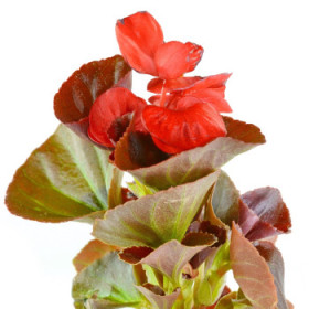 Begónia - letničky