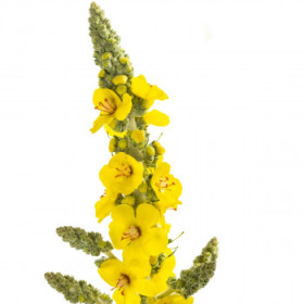 Divozel - dvojročné