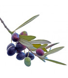 Olivovník - plody