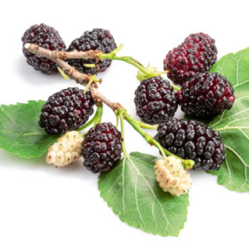 Ostatné plodiace stromy