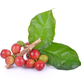 Exotické úžitkové