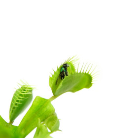 Ostatné mäsožravé rastliny