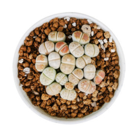 Lithops