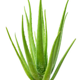 Aloe
