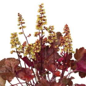Heuchera
