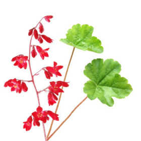 Heuchera - trvalky