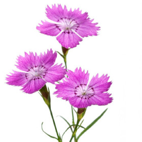 Klinček - letničky