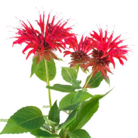Monarda