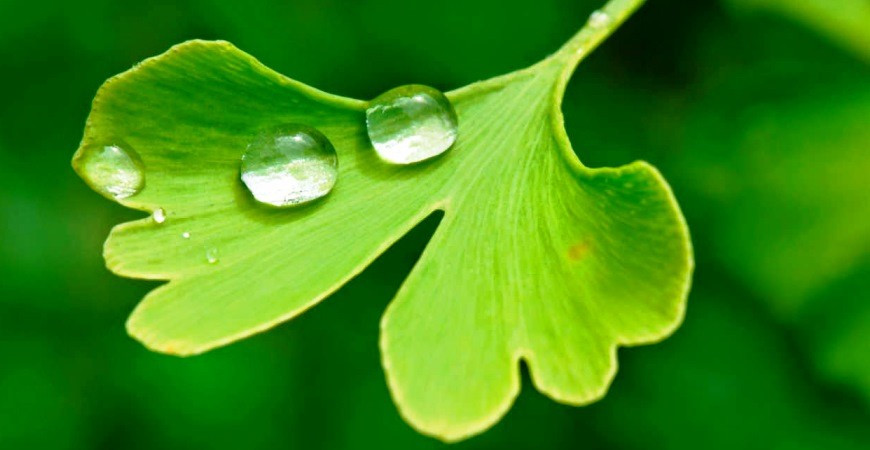 Vypestujte si doma strom, ktorý je takmer zázračný