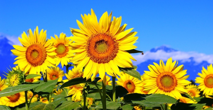 Obľúbené slnečnice