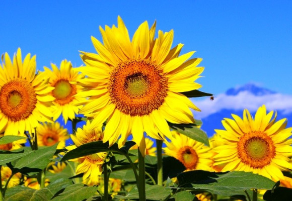 Obľúbené slnečnice