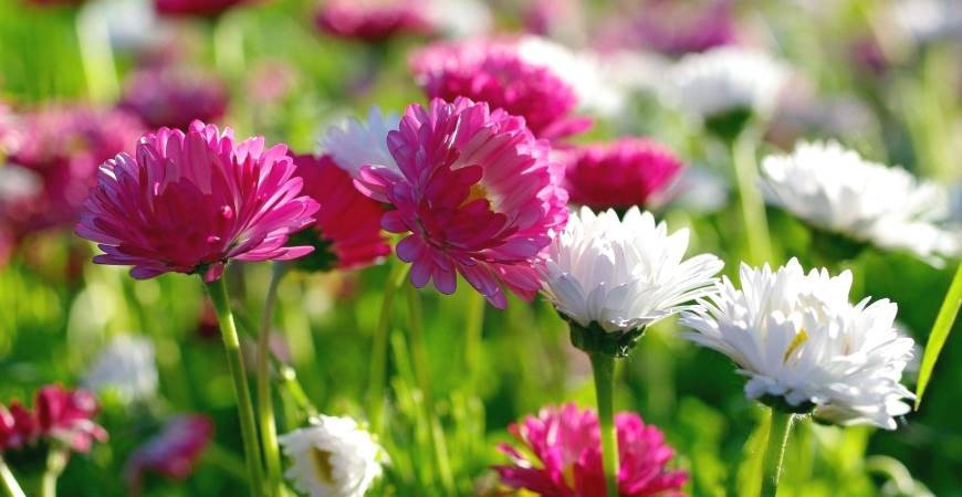 Aby vám letničky kvitli až do jesene