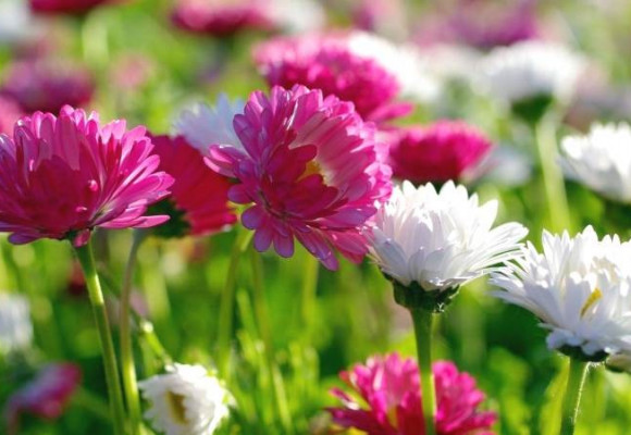 Aby vám letničky kvitli až do jesene