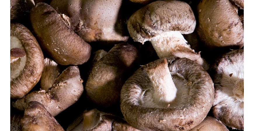 Pestovanie shiitake alebo húževnatca jedlého