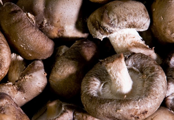 Pestovanie shiitake alebo húževnatca jedlého