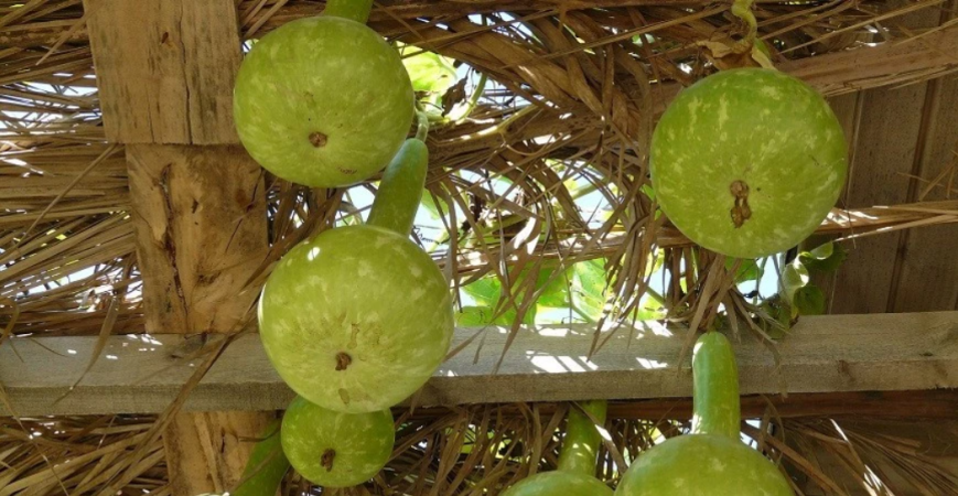 Na pergole nemusíme pestovať len okrasné kry – 1. časť