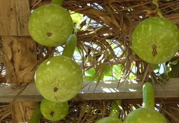 Na pergole nemusíme pestovať len okrasné kry – 1. časť