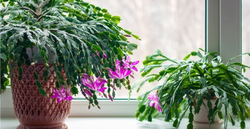 Sadíme a pestujeme - Vianočný kaktus nie je len sviatočnou rastlinou