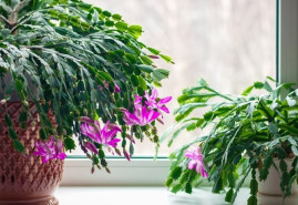 Sadíme a pestujeme - Vianočný kaktus nie je len sviatočnou rastlinou