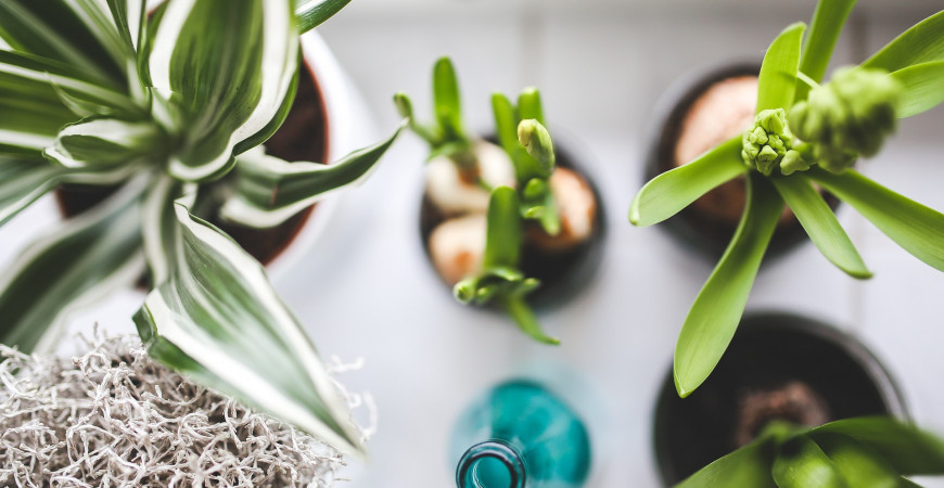 Izbovky sú lepšie a krajšie ako drahé čističky vzduchu