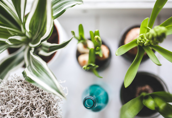 Izbovky sú lepšie a krajšie ako drahé čističky vzduchu