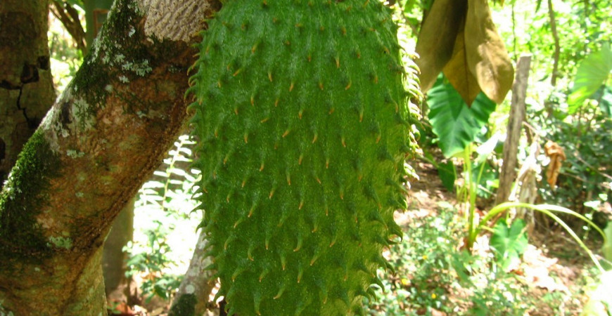 Chuť jahôd a banánu sa spája v anone